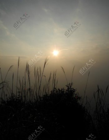 梧桐傍晚风景图片