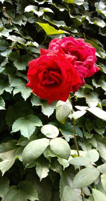 红色玫瑰月季图片