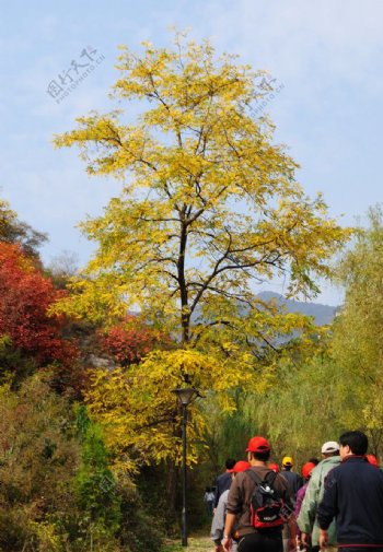 仙台山秋树图片