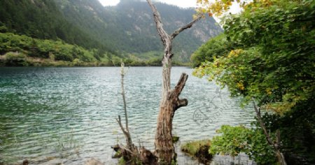 湖边枯树图片