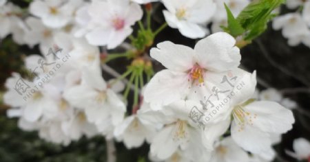 彭祖园樱花图片