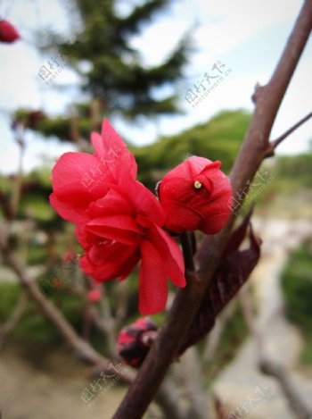 桃花红色花苞图片