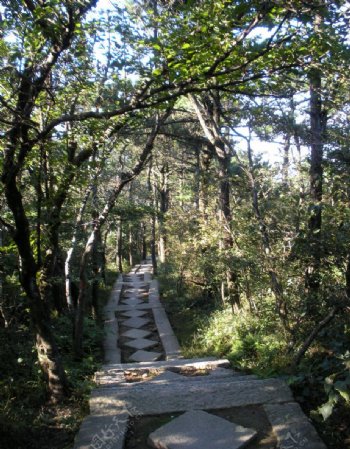 山间林荫小道图片