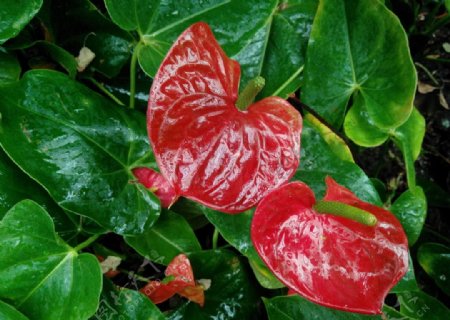 植物红花花卉图片