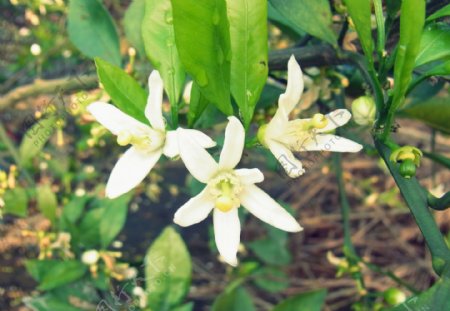 橘子花图片