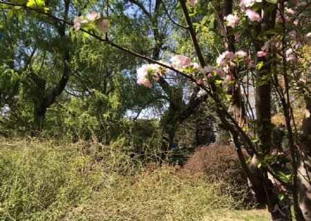 樱花边上图片