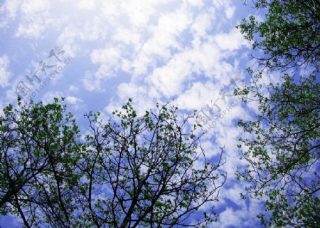 天空云树图片