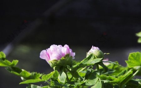 牡丹花蕾图片