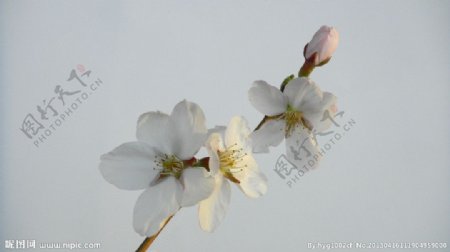 迎春花图片