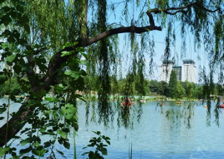 紫竹院公园图片