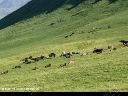 山坡上的牛马群图片