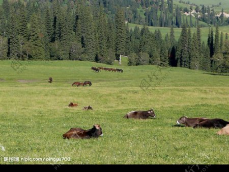 草原上的牛马群图片