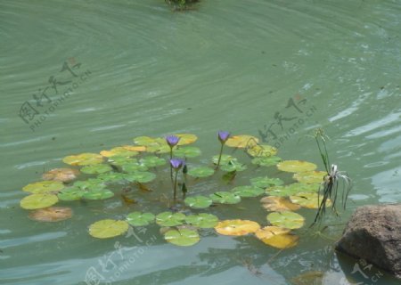荷花水池自然风景图片