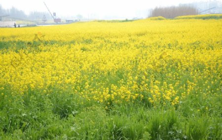 油菜花图片