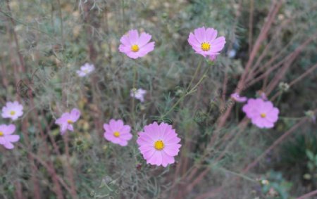 粉色花菊花图片