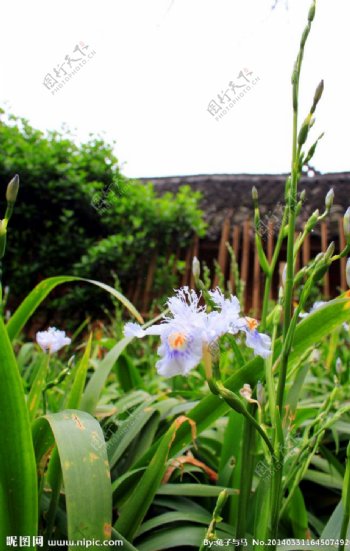 农村民居花草图片