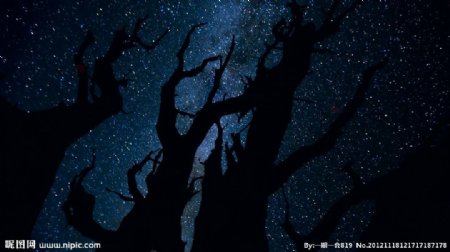 星空树影图片