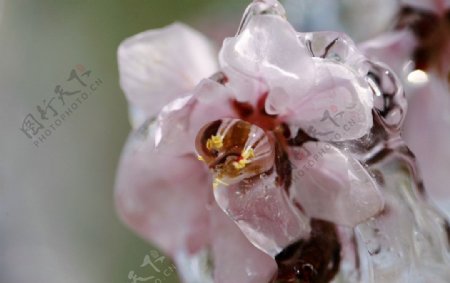 冰琥珀桃花图片