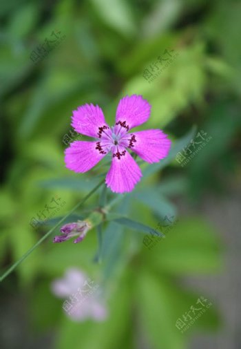 紫色野花植物野外摄影图片