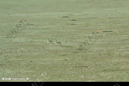 藏羚羊图片