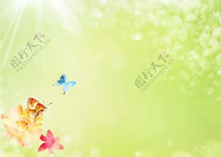 蝴蝶底图图片