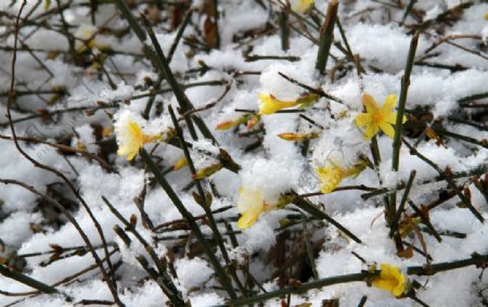 春雪中的迎春花图片