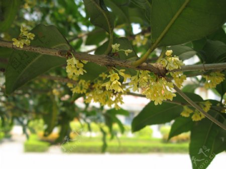 美丽的桂花图片