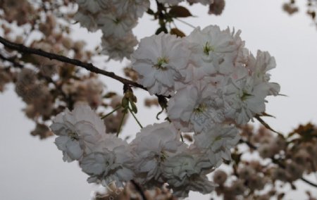 繁盛樱花图片