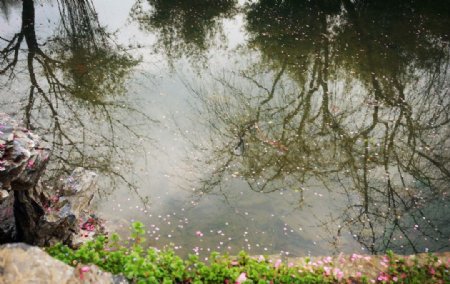 一池花瓣图片
