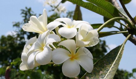 白色玉兰花图片
