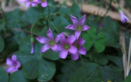 五叶紫色花朵图片