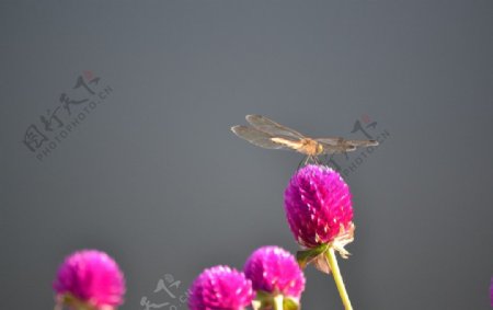 花与蜻蜓图片