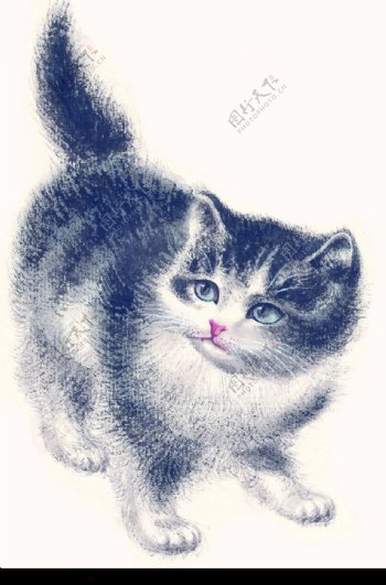 水墨风格的猫咪图片