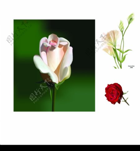 3款逼真花朵矢量素材图片
