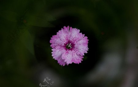 粉色小花图片