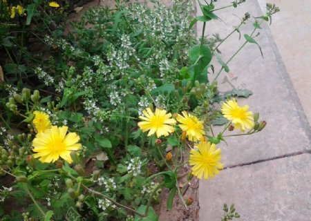 蒲公英花朵春天绿草小花草地黄色花朵图片
