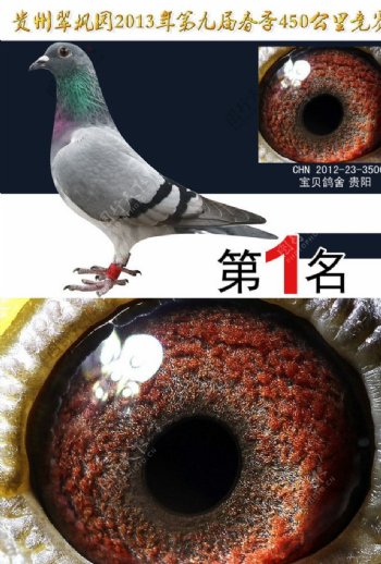 信鸽生物世界图片
