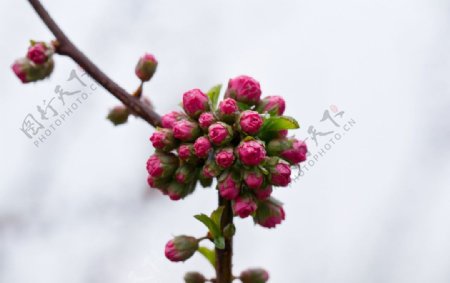 花团锦簇的碧桃图片