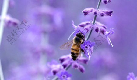 紫色花朵和蜜蜂图片