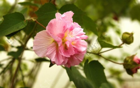 木芙蓉粉红色的花图片