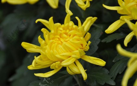 菊花节图片