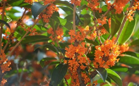 桂花图片