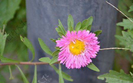 翠菊图片