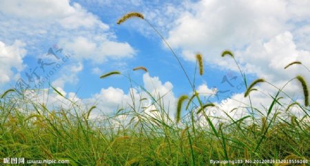 狗尾巴草图片