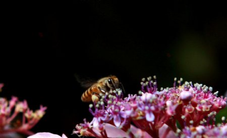 蜜蜂与八仙花图片