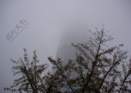 冬霧图片