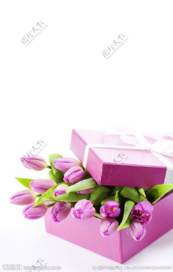 放在礼物盒里的紫色郁金香图片