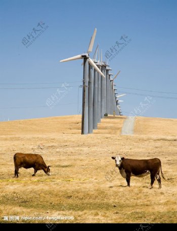 牛和风力发电图片