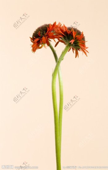 百日菊鲜花背景图片