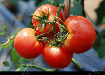 新鲜的蕃茄图片